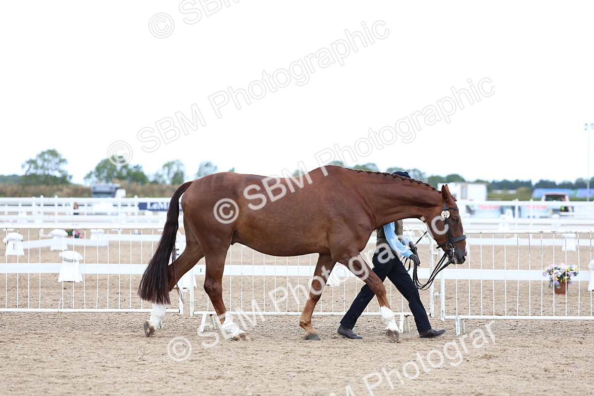 SBM_04995 - Class 27 - IH Competition Horse or Pony