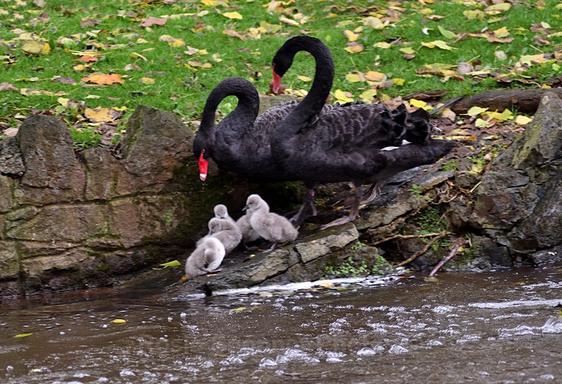 Parents and cygnets - Dawlish (mainly black swans)