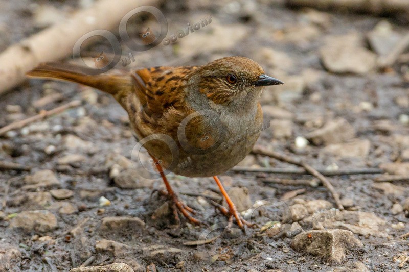 Hedge sparrow  prunella modularis-4985 - UK birds