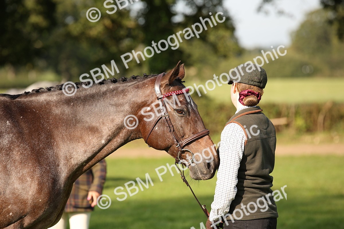 SBM_59381 - S52 - Other Coloured Horse In Hand