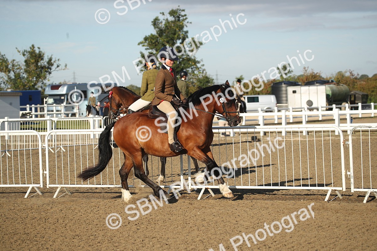 SBM_11516 - Class 502 - Riding Club Horse