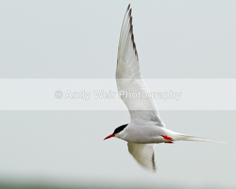 201007 8_1582 - Terns