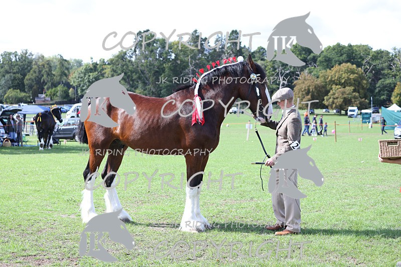 APP_3159 - Class 3 Youngstock