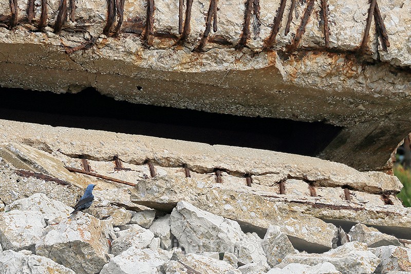 Blue Rock Thrush (male), Gibraltar - Blue Rock Thrush
