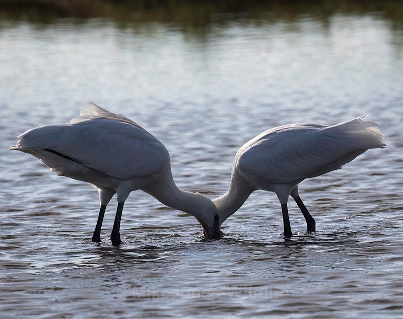 Fledgling spponbill [teasppons} feeding - Latest ..Spoonbills at Burton Mere Wetlands, Wirral. UK