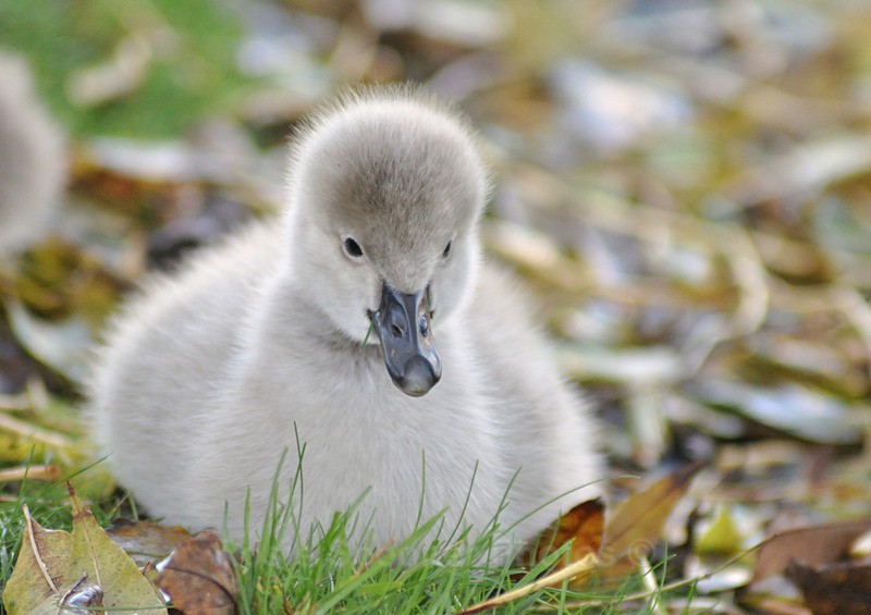 A very cute Black Swan cygnet at Dawlish only a few days old. - Dawlish (mainly black swans)