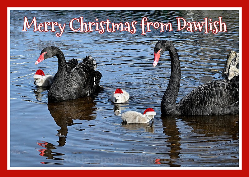 XM076 NEW 2026 - Xmas - Black Swan Family - Xmas Cards Dawlish