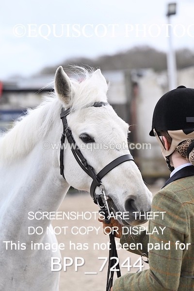 BPP_7244 - RING 1  (RIDDEN HORSES / IN HAND / VETERAN ETC)