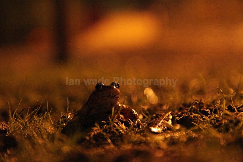  - Reptiles, amphibians & pond life, Great Britian
