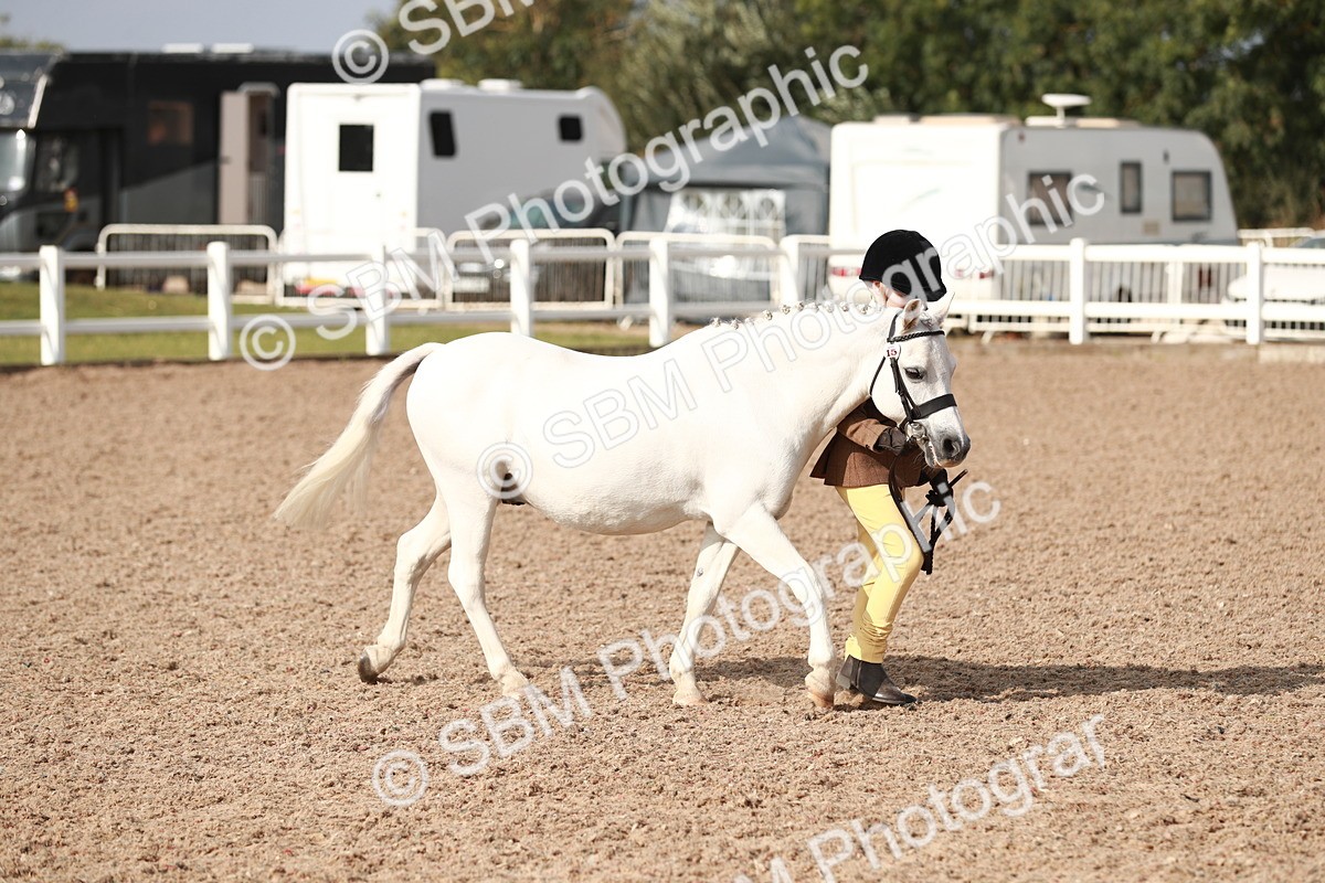 SBM_11022 - Class 205 IH Show Pony/ Show Hunter Pony