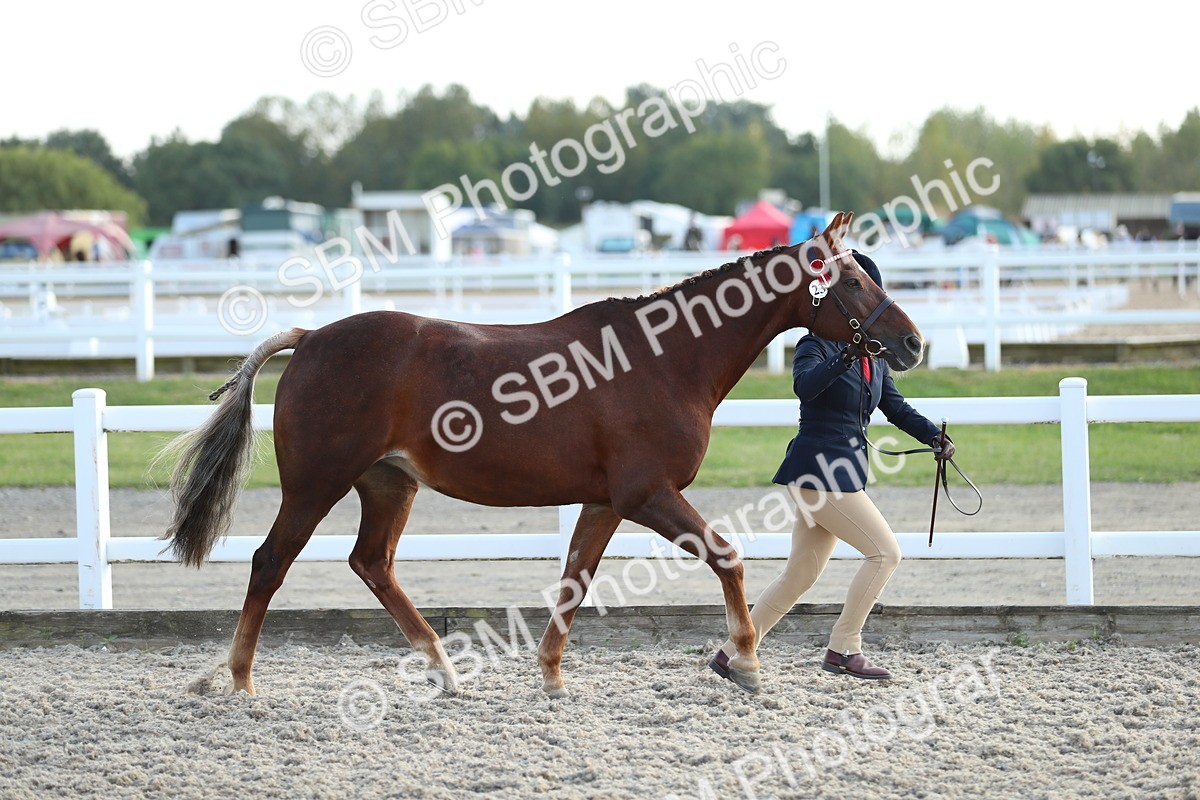 SBM_08932 - Class 29 IH Veteran Pony