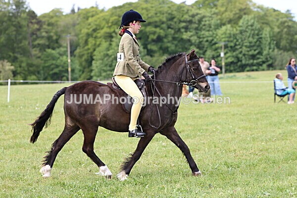 IMG_2628 - Working Hunter