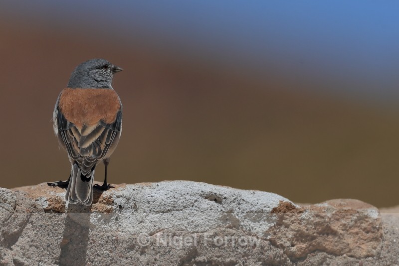 Red-backed Sierra-Finch, rear view, El Tatio, Chile - Red-backed Sierra-Finch