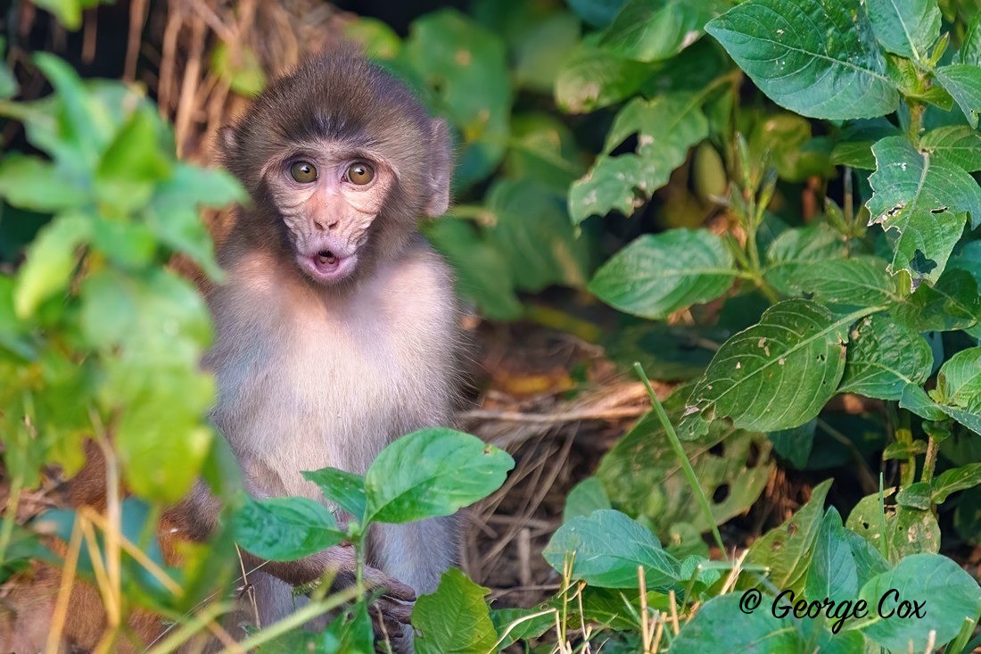 Macaque - India