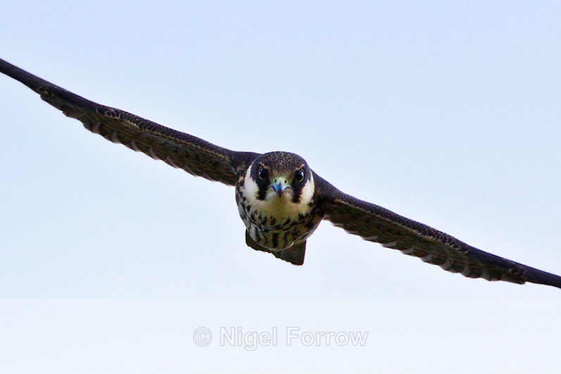 Close-up of Hobby in flight at Otmoor RSPB - Hobby