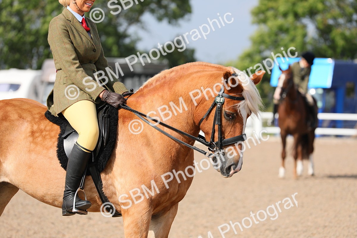 SBM_11407 - Class 305 Ridden Foreign Breeds- Pure Bred