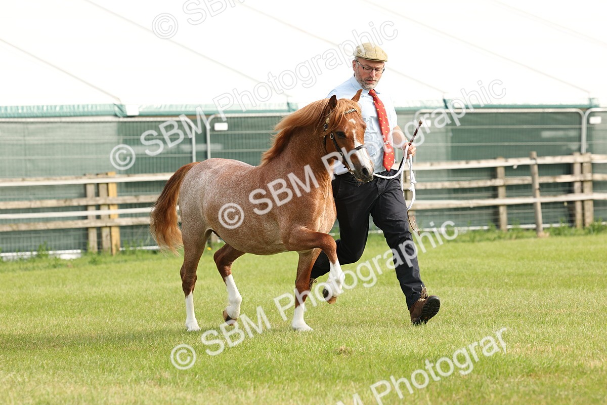 SBM_00433 - Class 6-13 - Mountatin and Moorland In Hand Welsh Breeds