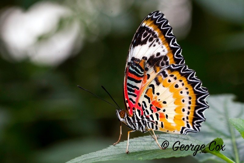 Malay Lacewing - Cethosia hypsia