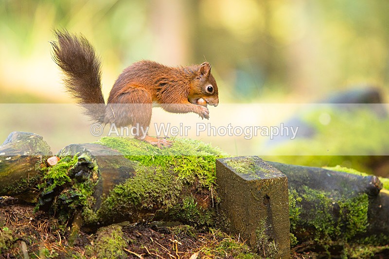 20141010-3K8A6696 - Red Squirrel