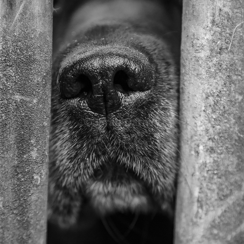 Black Lab Nose SD2568 - Greeting Cards