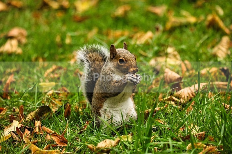 A Squirrel 6 - Animals and Birds