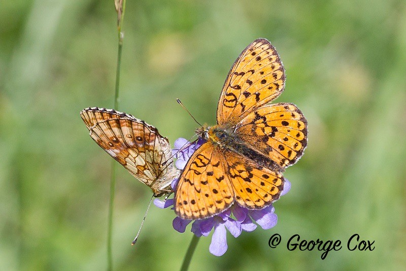 lesser marbled fritillary pyrenees