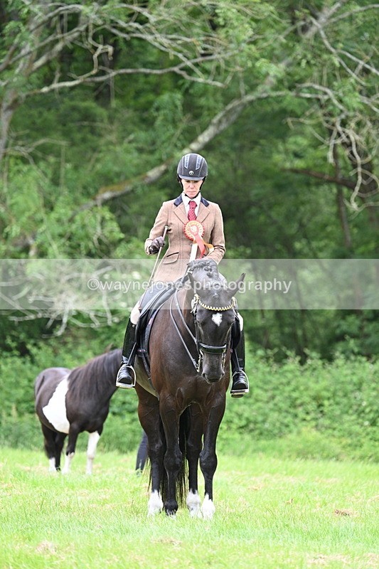 WJ7_4222 - Class 14A Handsome Gelding