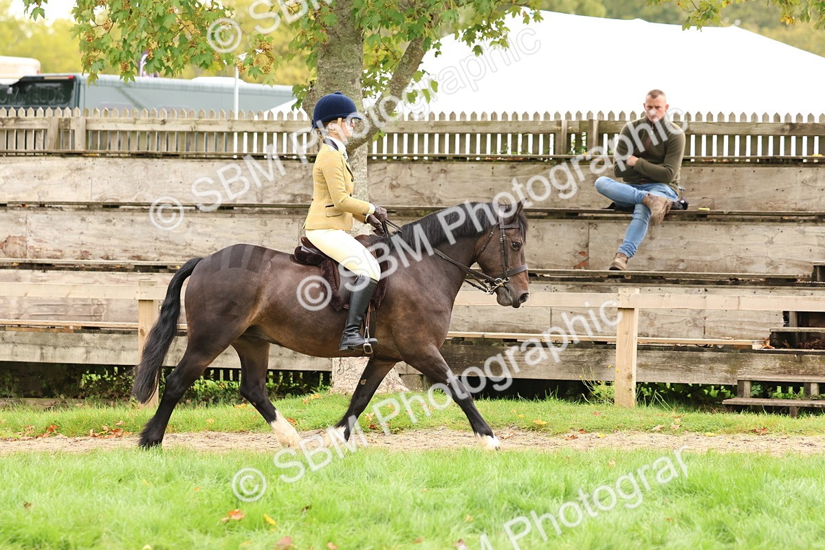 SBM_59893 - S36 - Rehabiliated Rescue Horse & Pony In Hand & Ridden