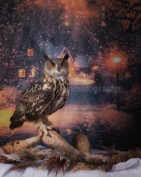 wow studio day dec-21 - Birds of Prey