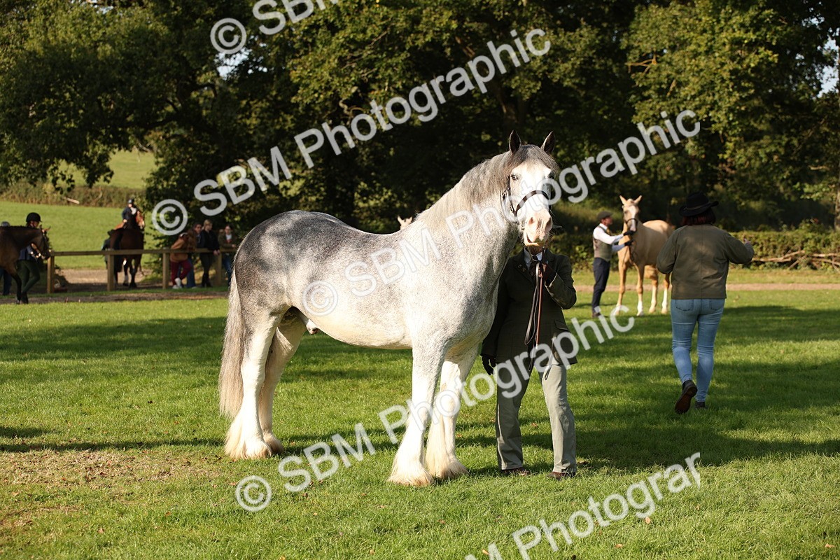 SBM_59372 - S52 - Other Coloured Horse In Hand