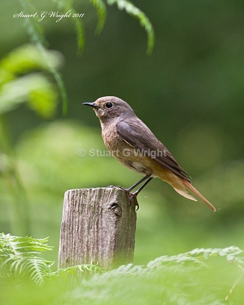 219 - Flycatchers, Redstarts & Stonechats