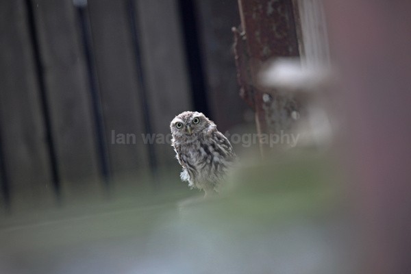 Urban little owl in Bristol building - Birds, swans and gulls