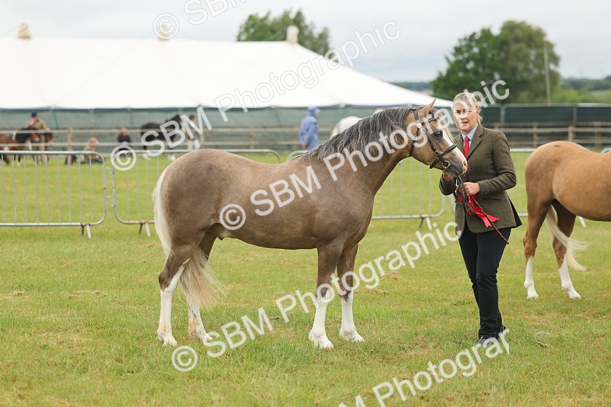 SBM_02191 - Class 50-57 - M&M Welsh Pony In Hand