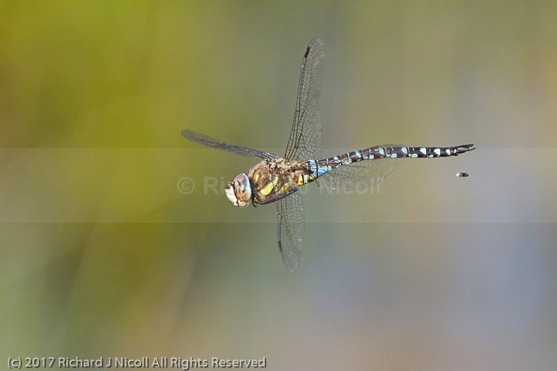 Migrant Hawker (Aeshna mixta) defecating - Migrant Hawker (Aeshna mixta)