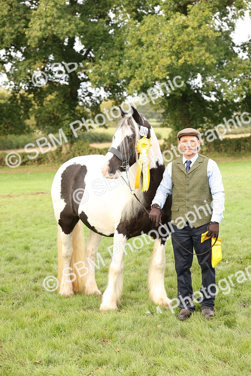 SBM_56825 - S54 - Piebald & Skewbald Horse In Hand