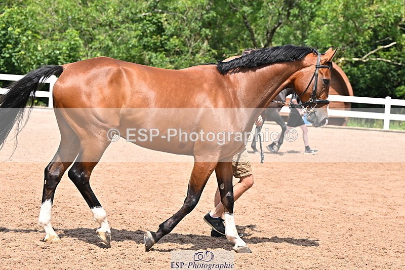 240718A-105314-01737 - Trot Up 1pm to 2pm