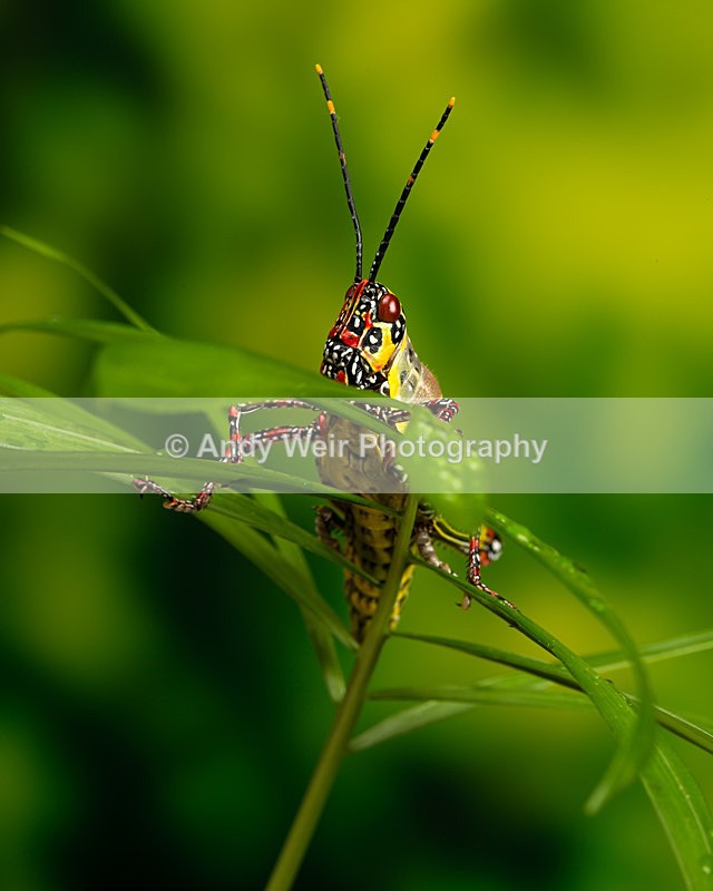 20140325-3K8A9451 - Insects