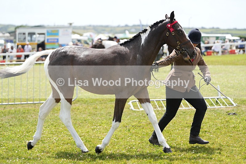 DSC06783 - Class 59: Coloured Horse Youngstock
