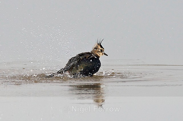 Lapwing (juvenile) having a bath in the northern lagoon at Otmoor - Lapwing