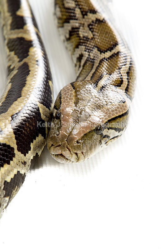 1KJS0157 - Roaming Reptile Show