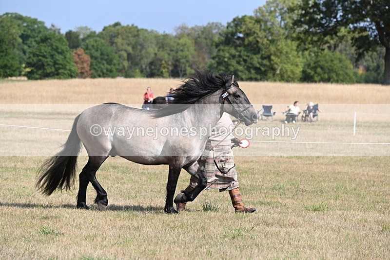 WJ6_4153 - Class 15 Youngstock