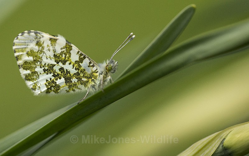 Female Orange tip Butterfly - BUTTERFLIES