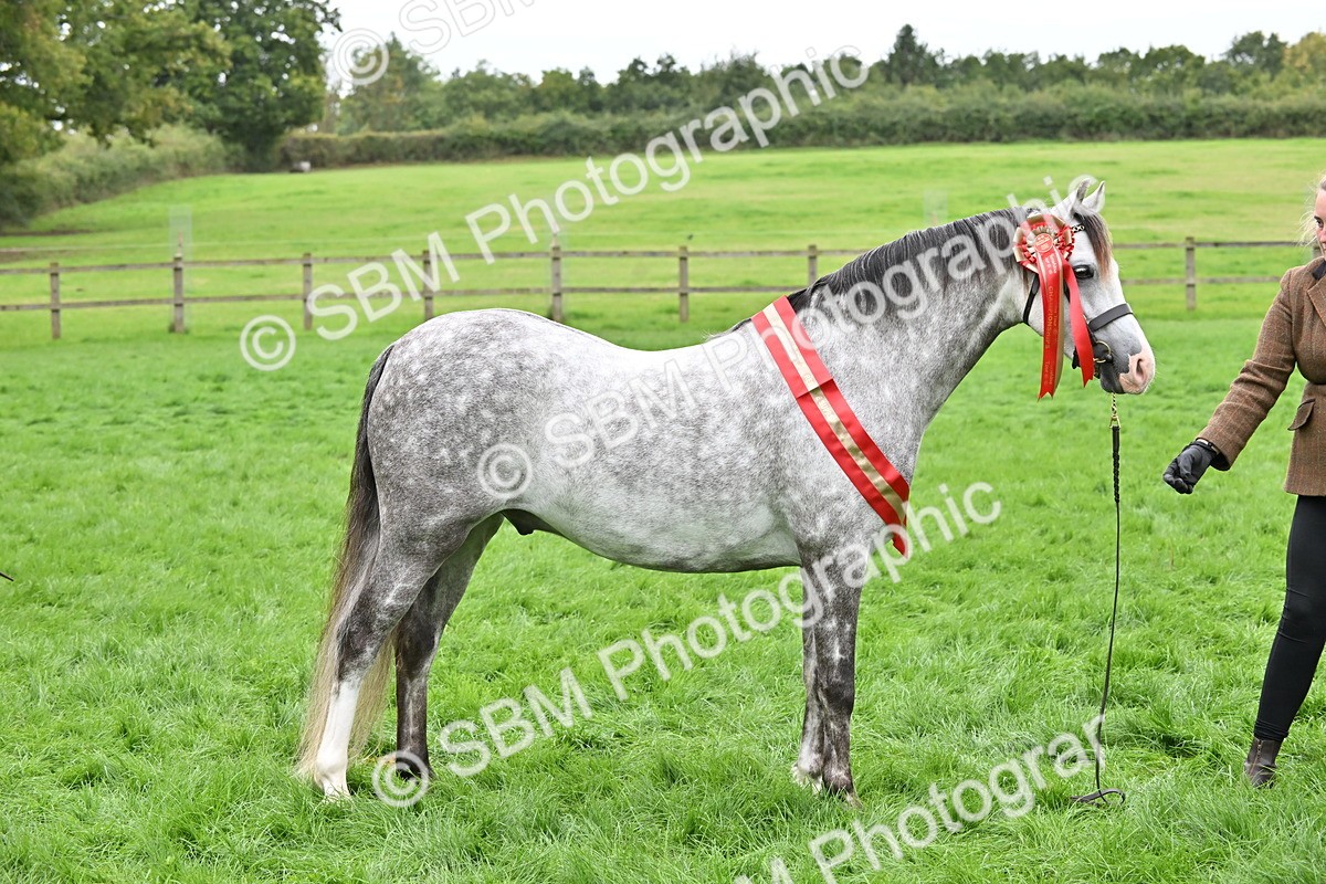 SBM_65027 - In Hand Pony & Younstock Supreme Championship