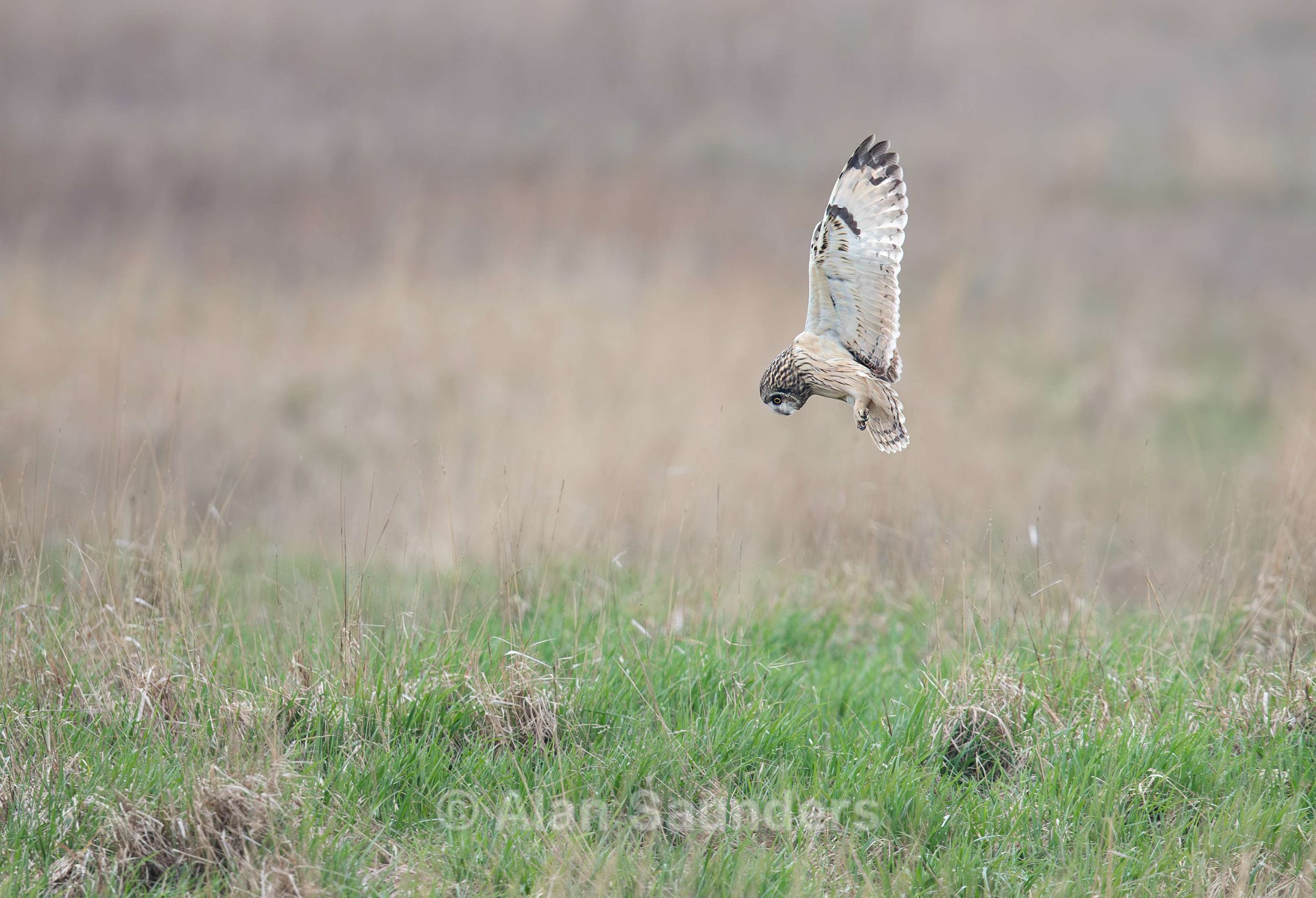 Short Eared Owl