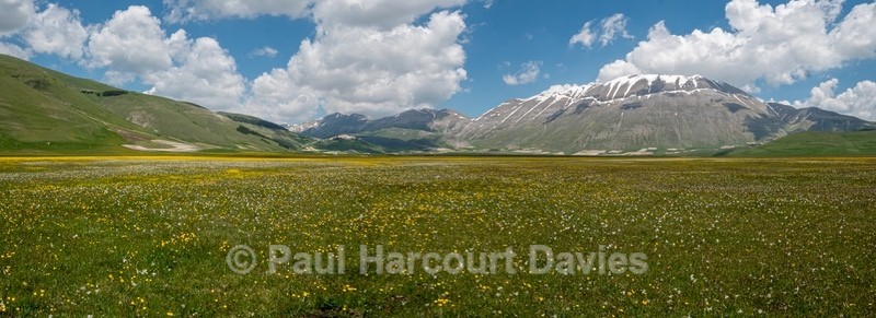Wild Tulips (Tulipa sylvestris ssp australis) growing with Poet's Narcissus (Narcissus poeticus - Flowers in the Landscape - 2