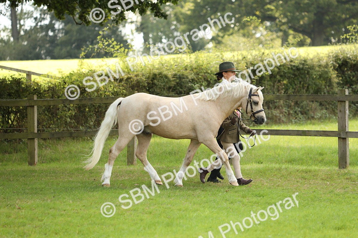 SBM_62757 - S46 - Mountain & Moorland In Hand Small Breeds