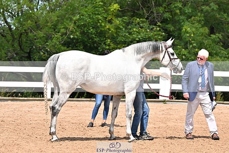 240718A-105305-01537 - Trot Up 1pm to 2pm