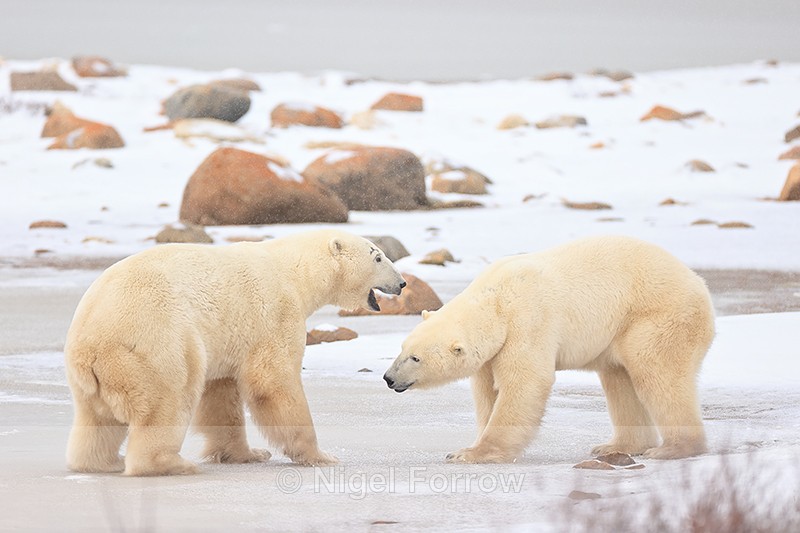 Polar Bears break off fight, Churchill, Canada - Polar Bear