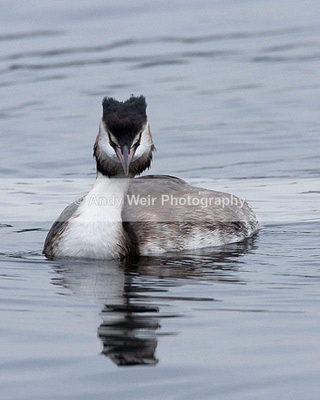 20080921-020 - Gt Crested Grebe