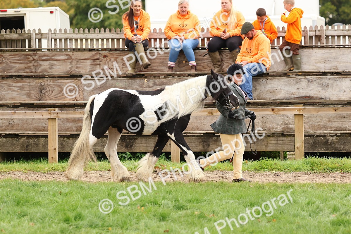 SBM_59859 - S36 - Rehabiliated Rescue Horse & Pony In Hand & Ridden